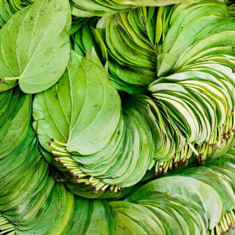 Betel Leaf